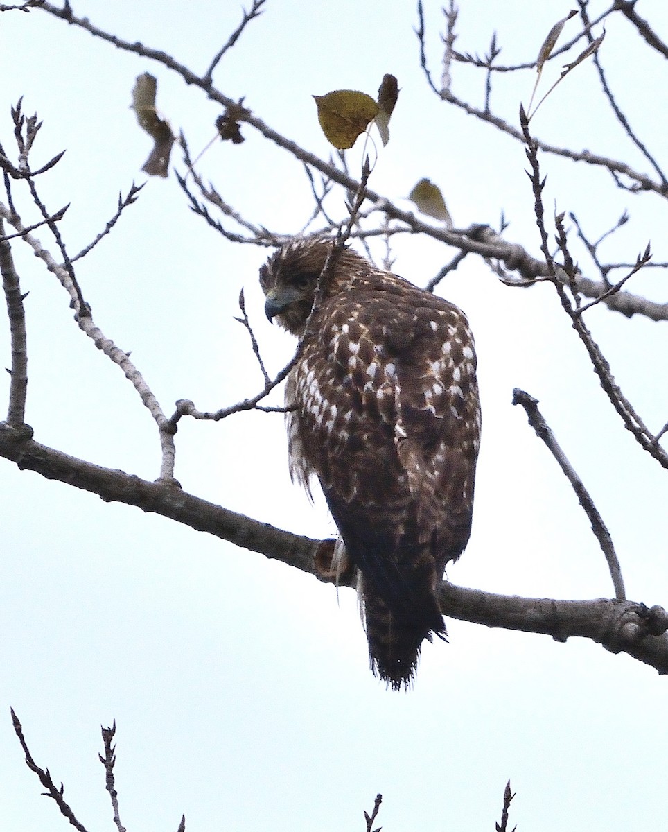 Red-tailed Hawk - ML121510181