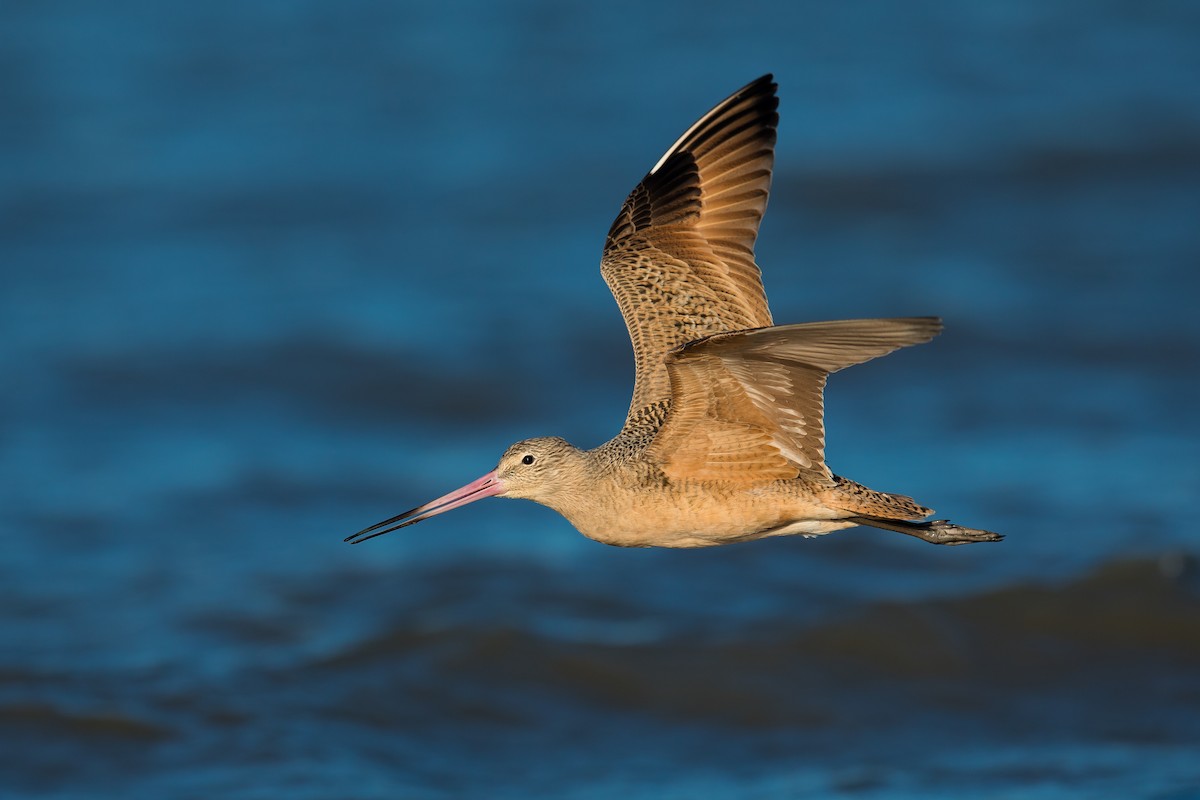 Marbled Godwit - ML121511241