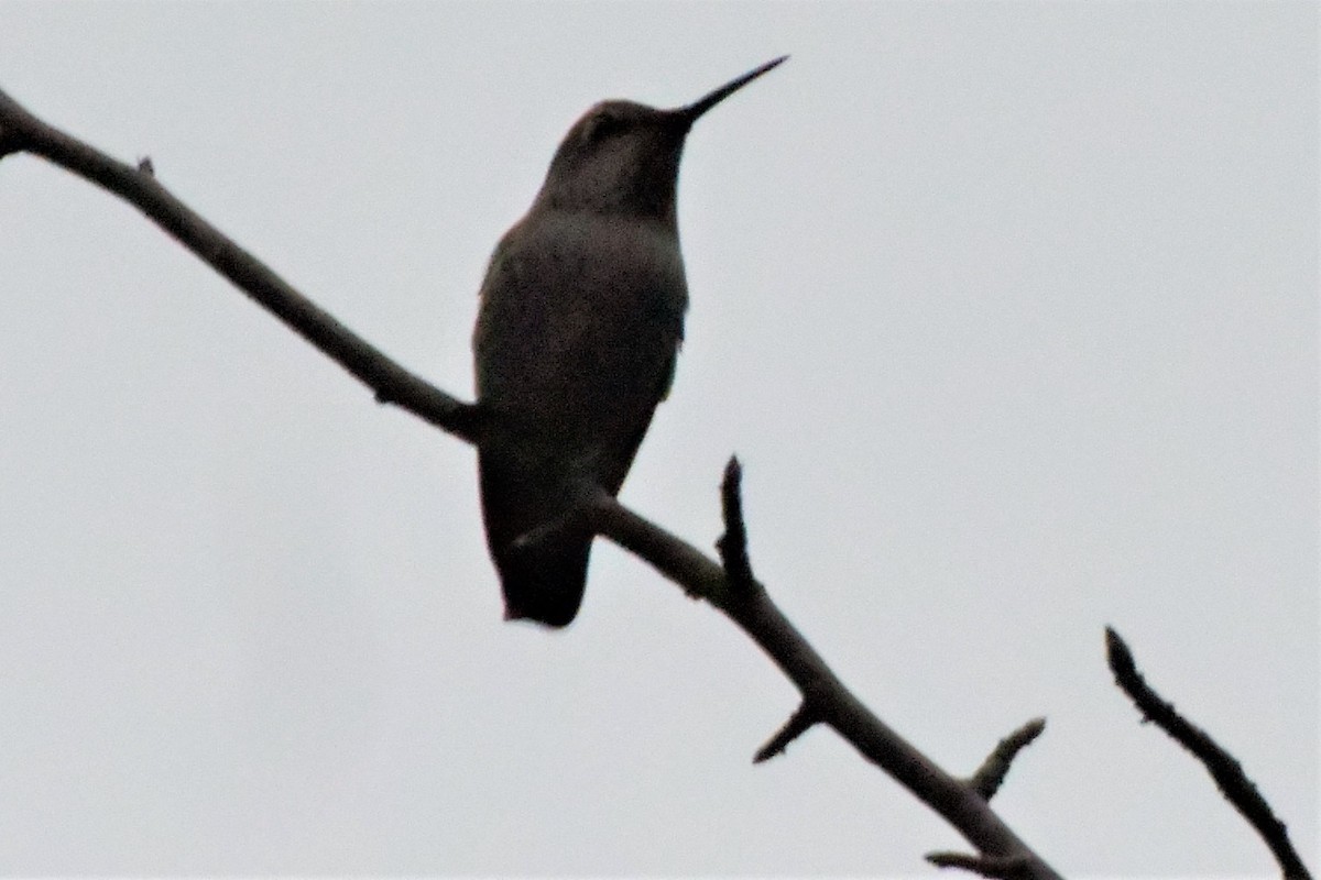 Anna's Hummingbird - Mark McAnally