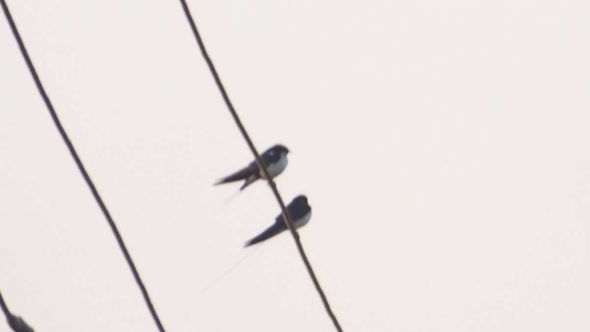 Wire-tailed Swallow - Arghya Sinha