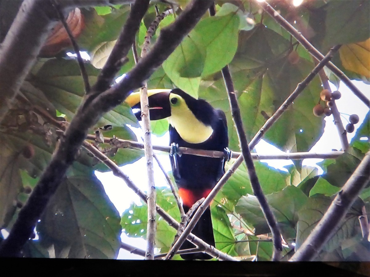 Yellow-throated Toucan (Chestnut-mandibled) - ML121517591