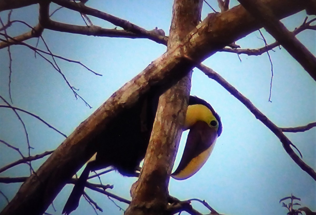 Yellow-throated Toucan (Chestnut-mandibled) - ML121518331