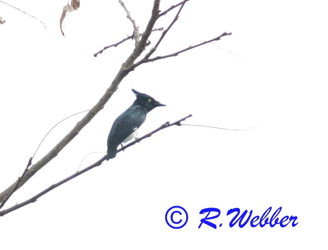 Black-and-white Shrike-flycatcher - Richard Webber