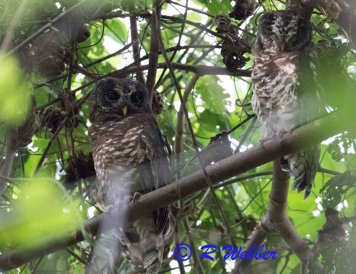 African Wood-Owl - Richard Webber