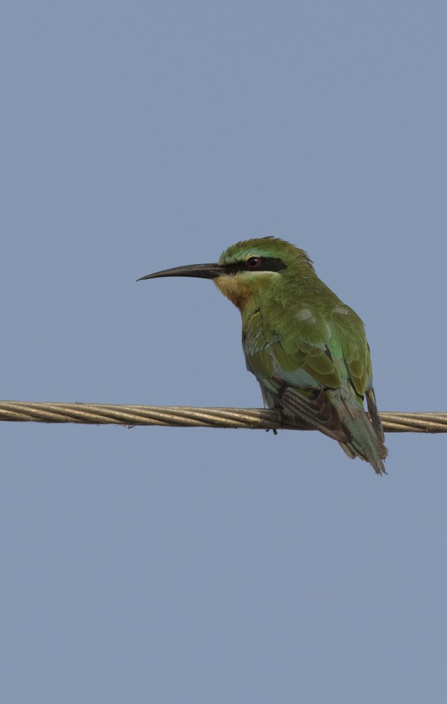Blue-cheeked Bee-eater - ML121522791
