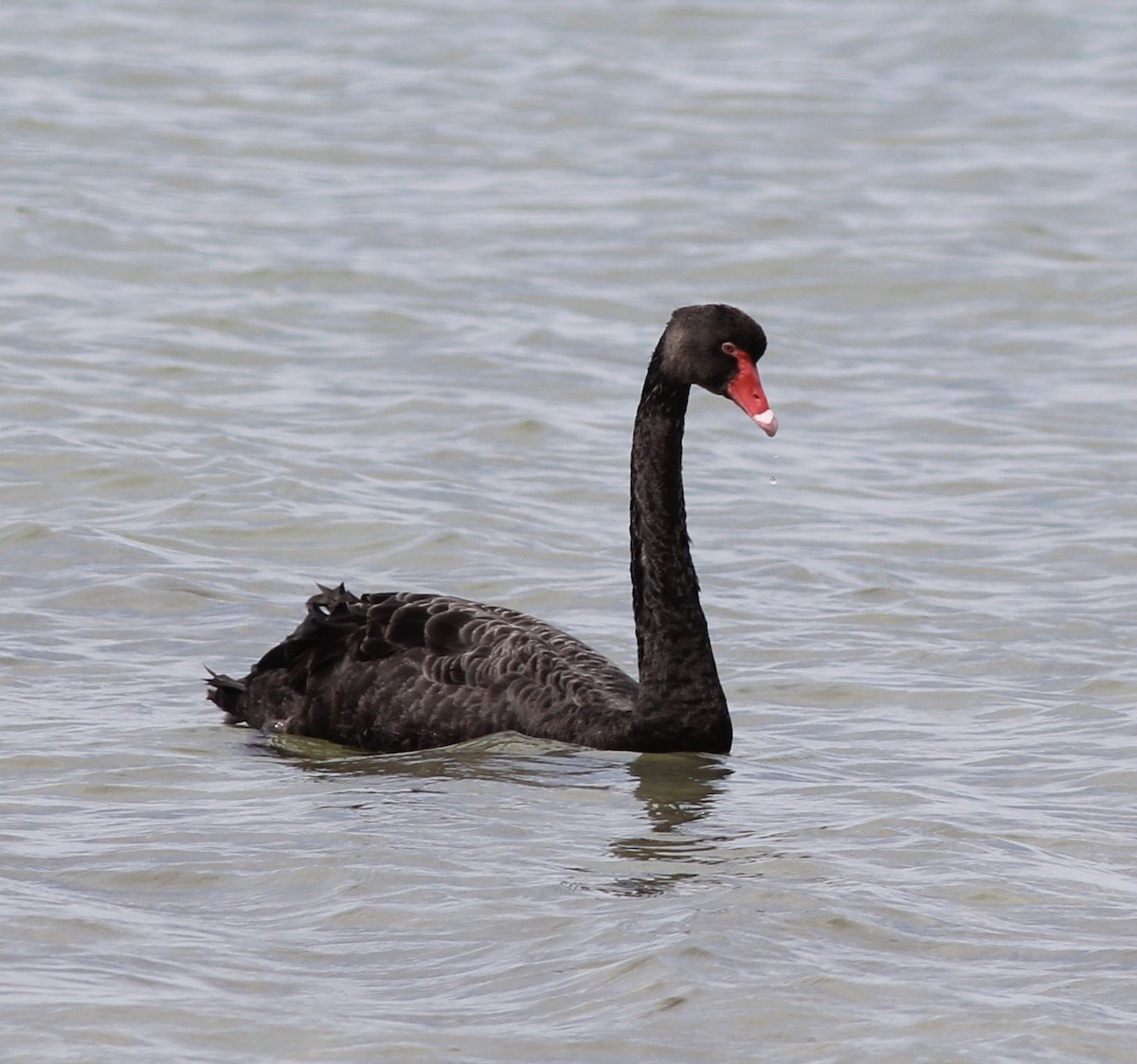 Black Swan - Richard and Margaret Alcorn