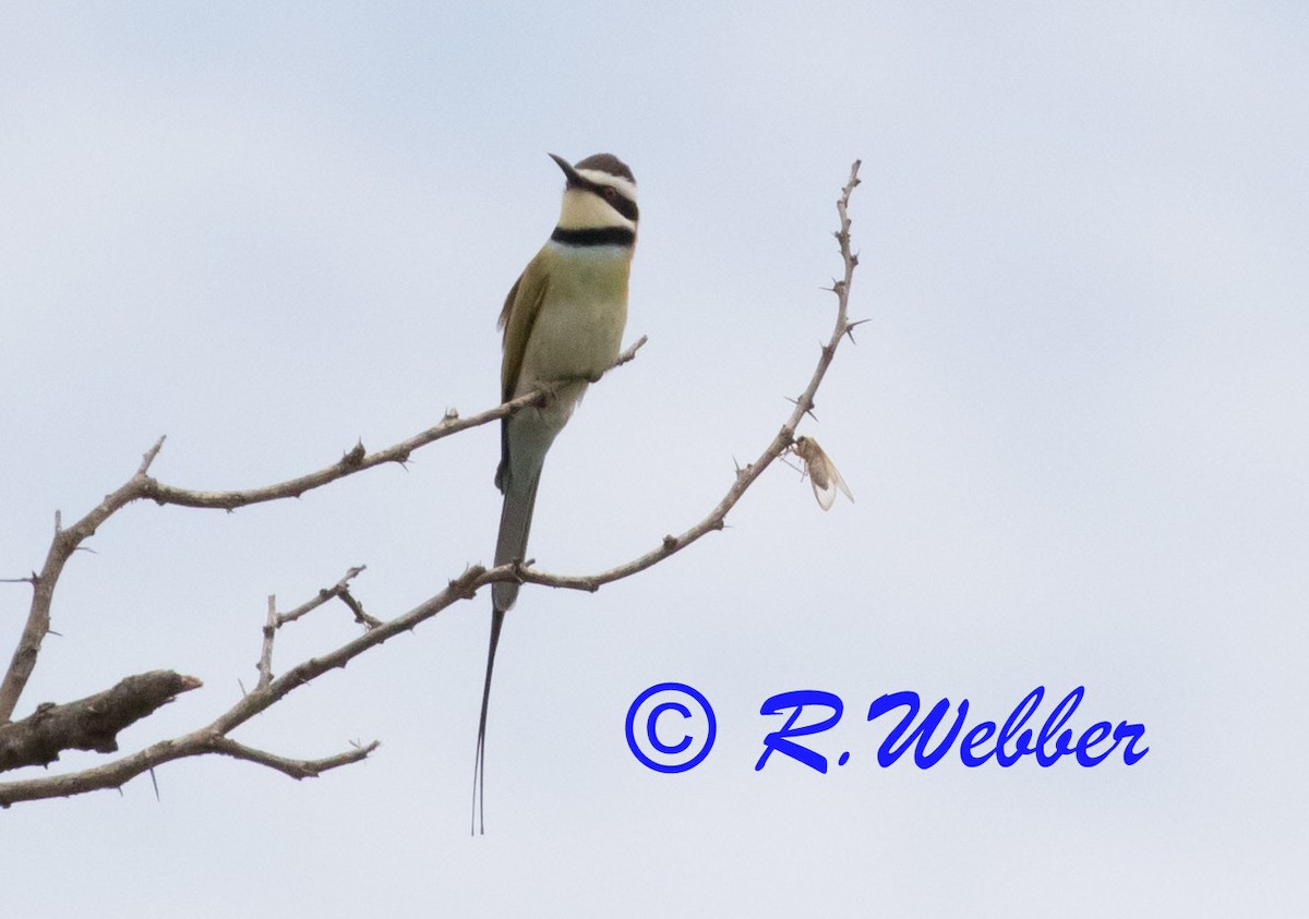 White-throated Bee-eater - ML121524441