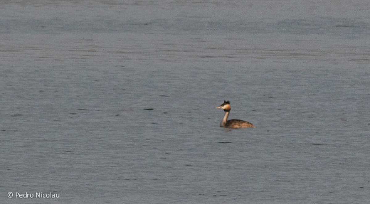 Great Crested Grebe - ML121524941