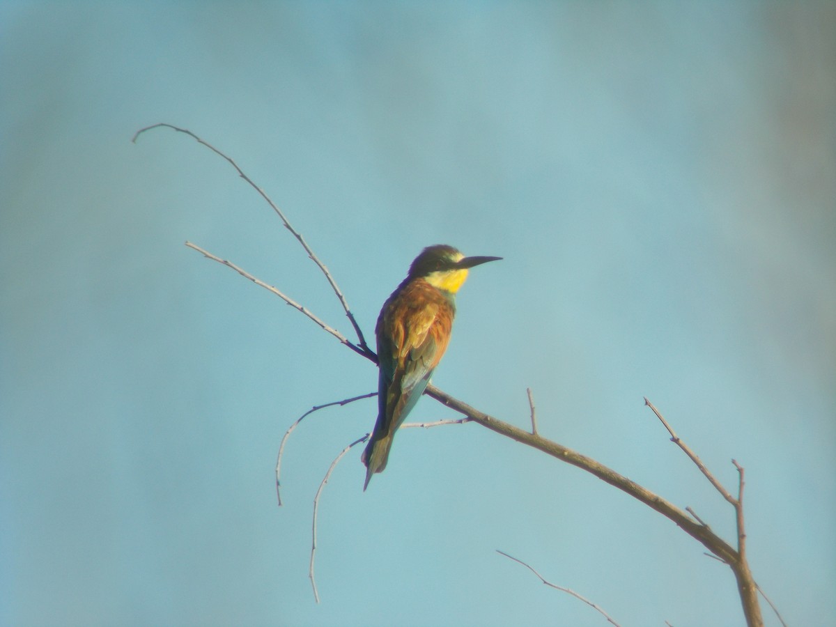 European Bee-eater - ML121525451