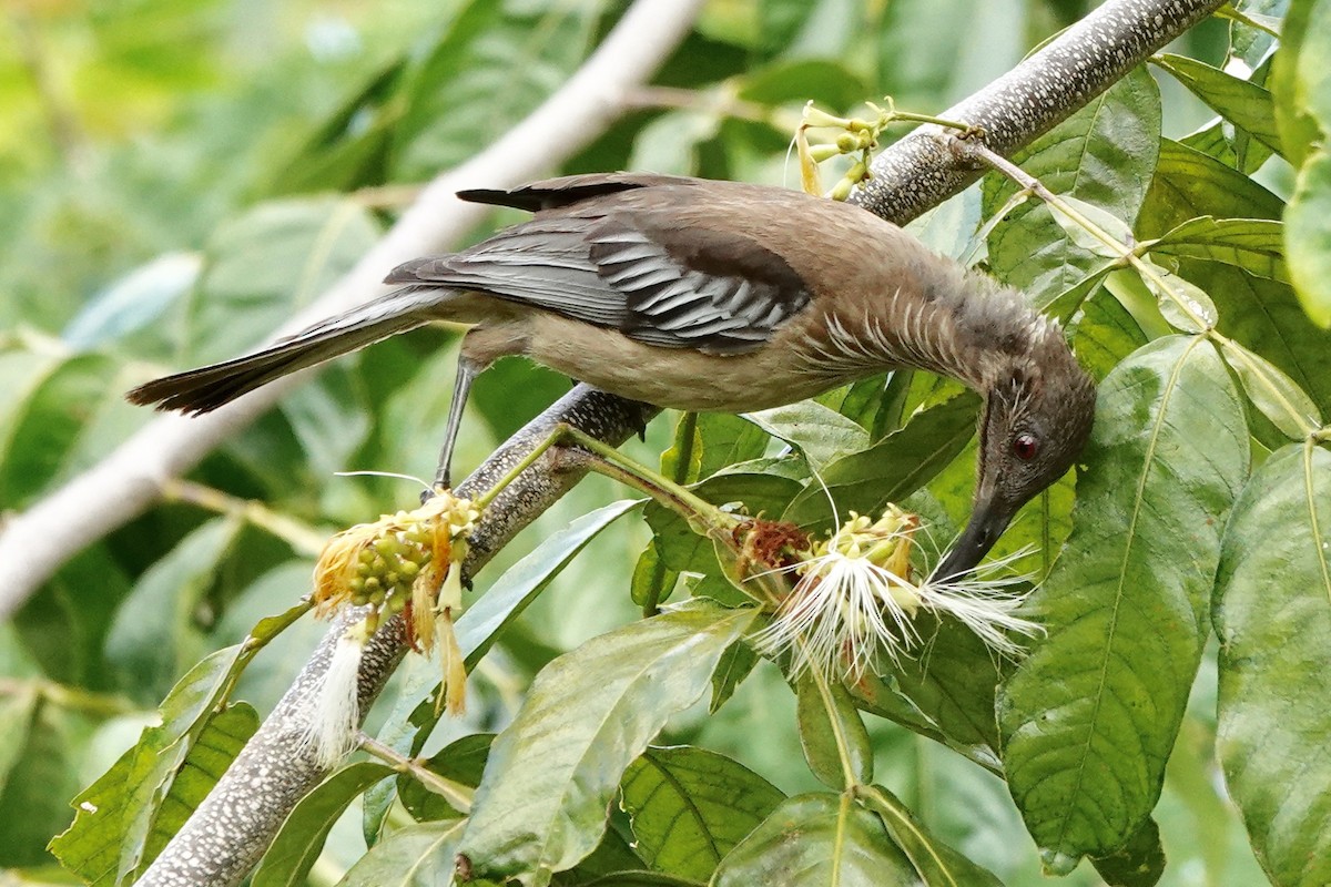 New Caledonian Friarbird - ML121525981