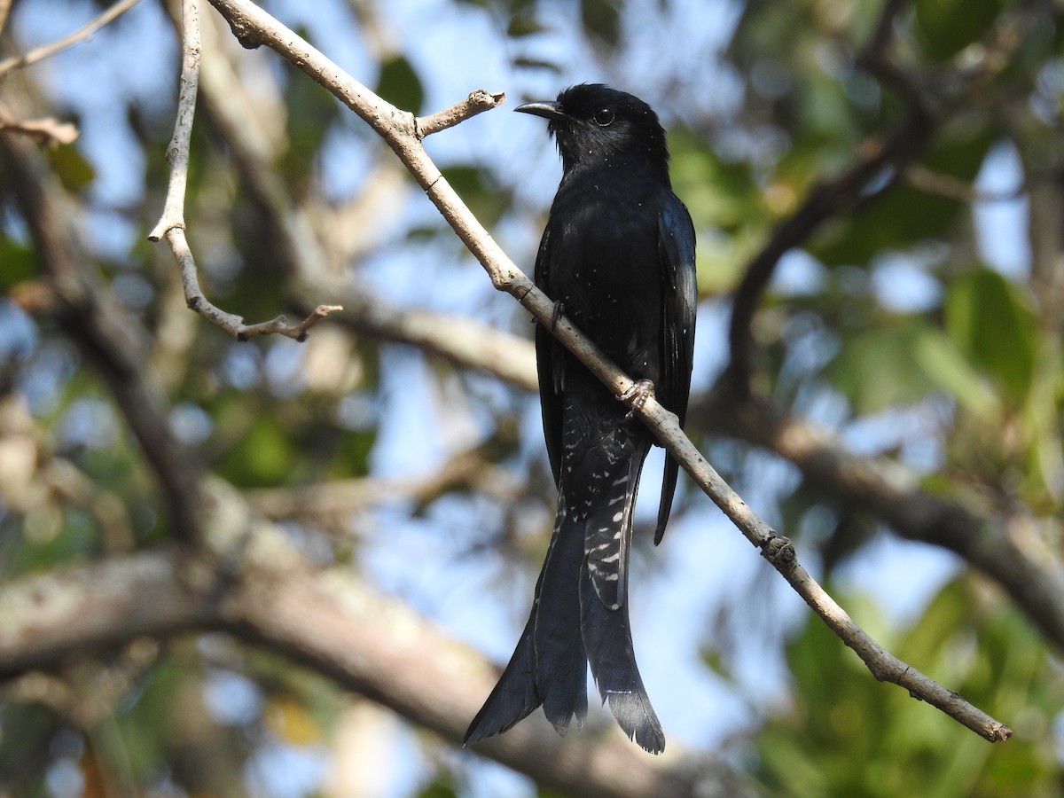 Fork-tailed Drongo-Cuckoo - Ashwin Viswanathan