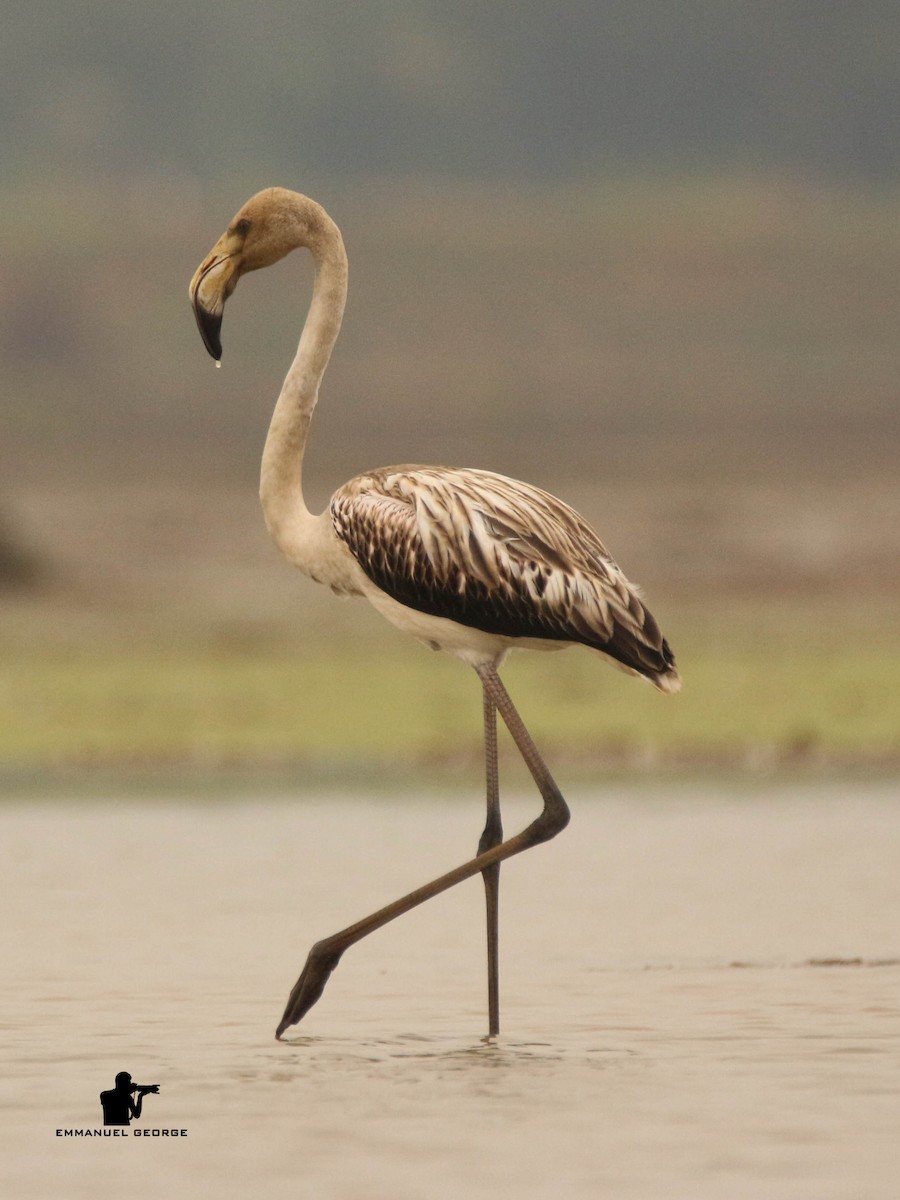 Greater Flamingo - ML121527601