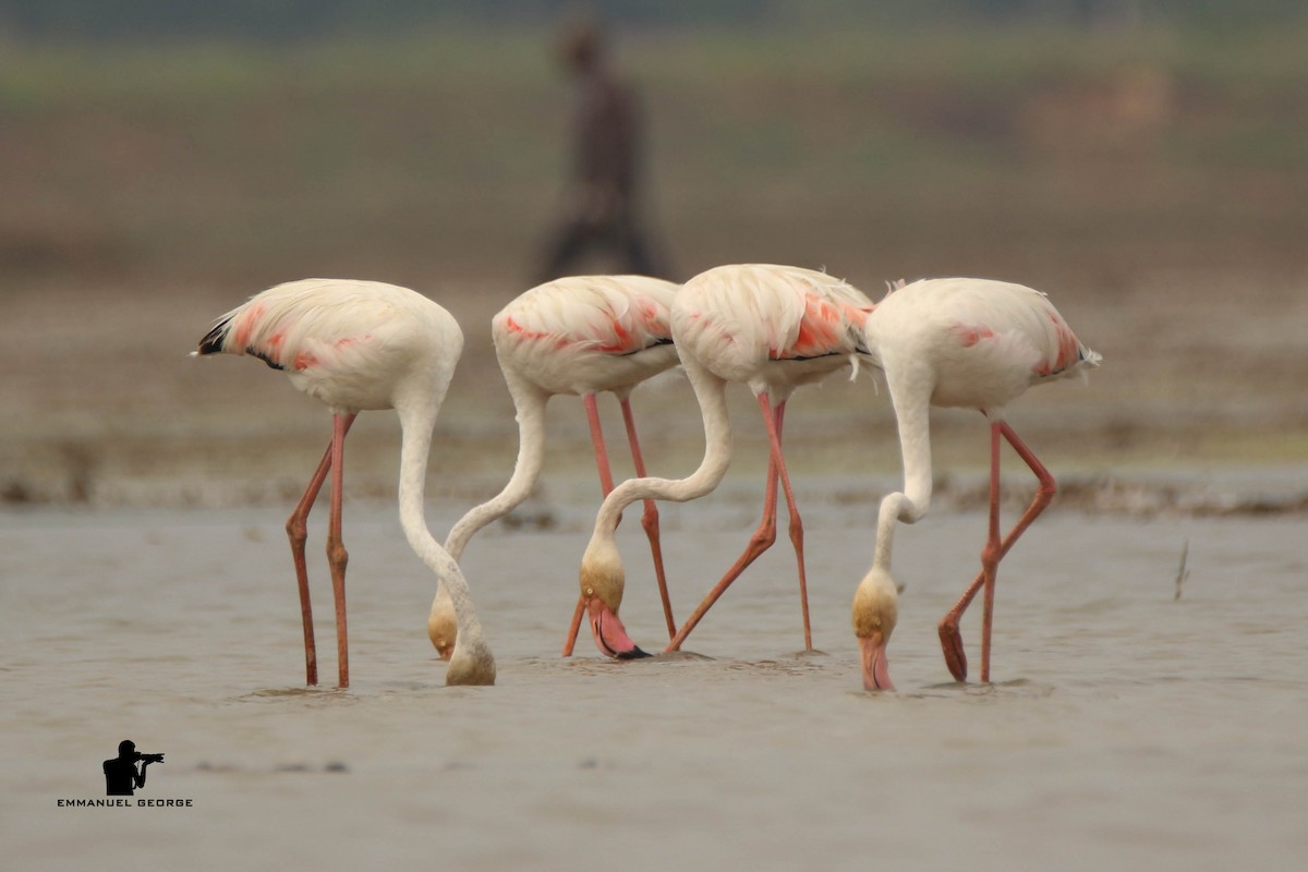 Greater Flamingo - ML121527611