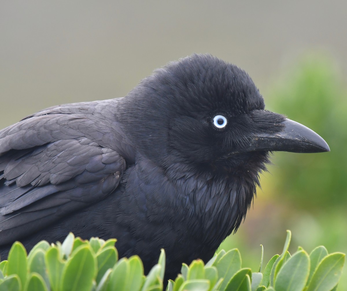Australian Raven - marcel finlay