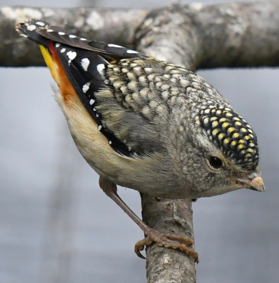 Spotted Pardalote - ML121528951