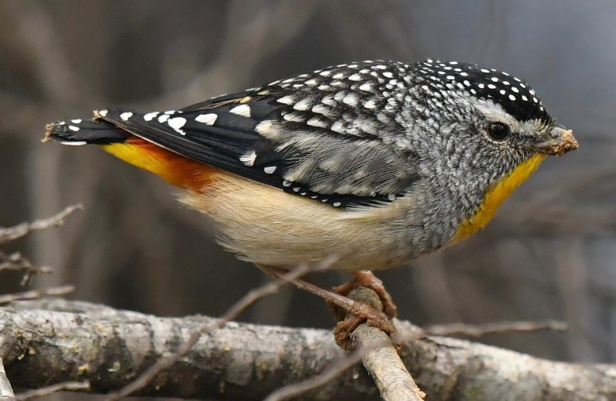 Spotted Pardalote - ML121528961