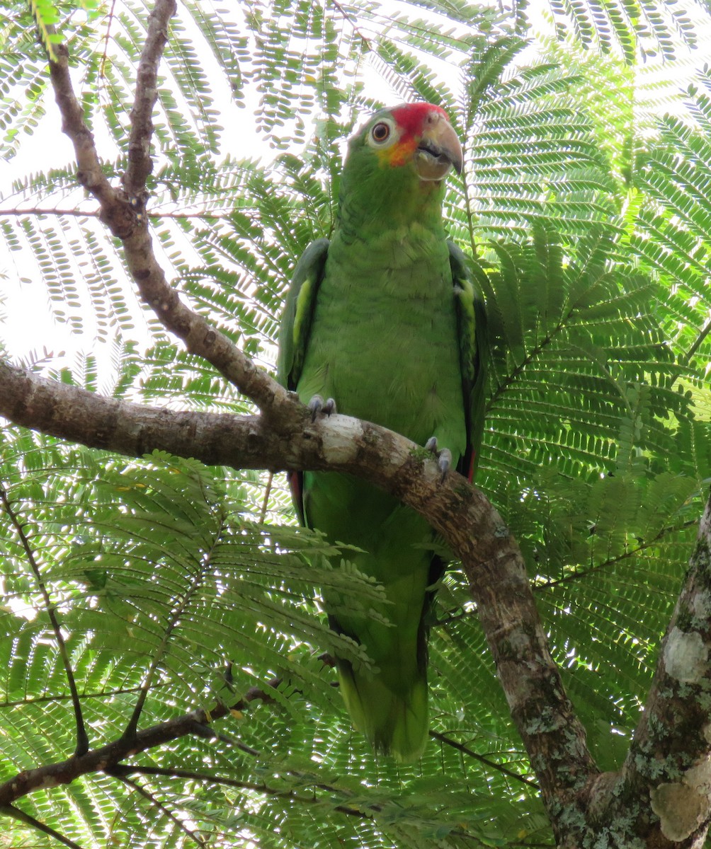 Red-lored Parrot - ML121529241