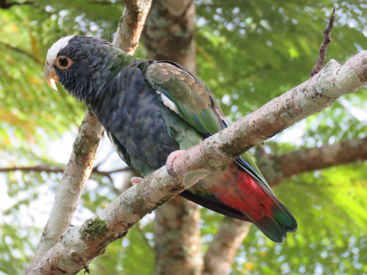 White-crowned Parrot - ML121529281