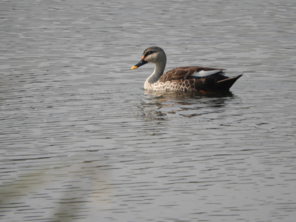 Indian Spot-billed Duck - Sridhara B A