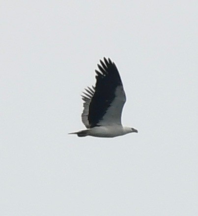 White-bellied Sea-Eagle - marcel finlay