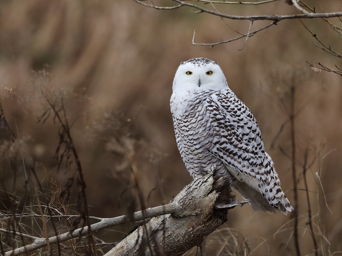 Snowy Owl - ML121531121
