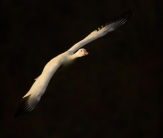 Snow Goose, ML121532101