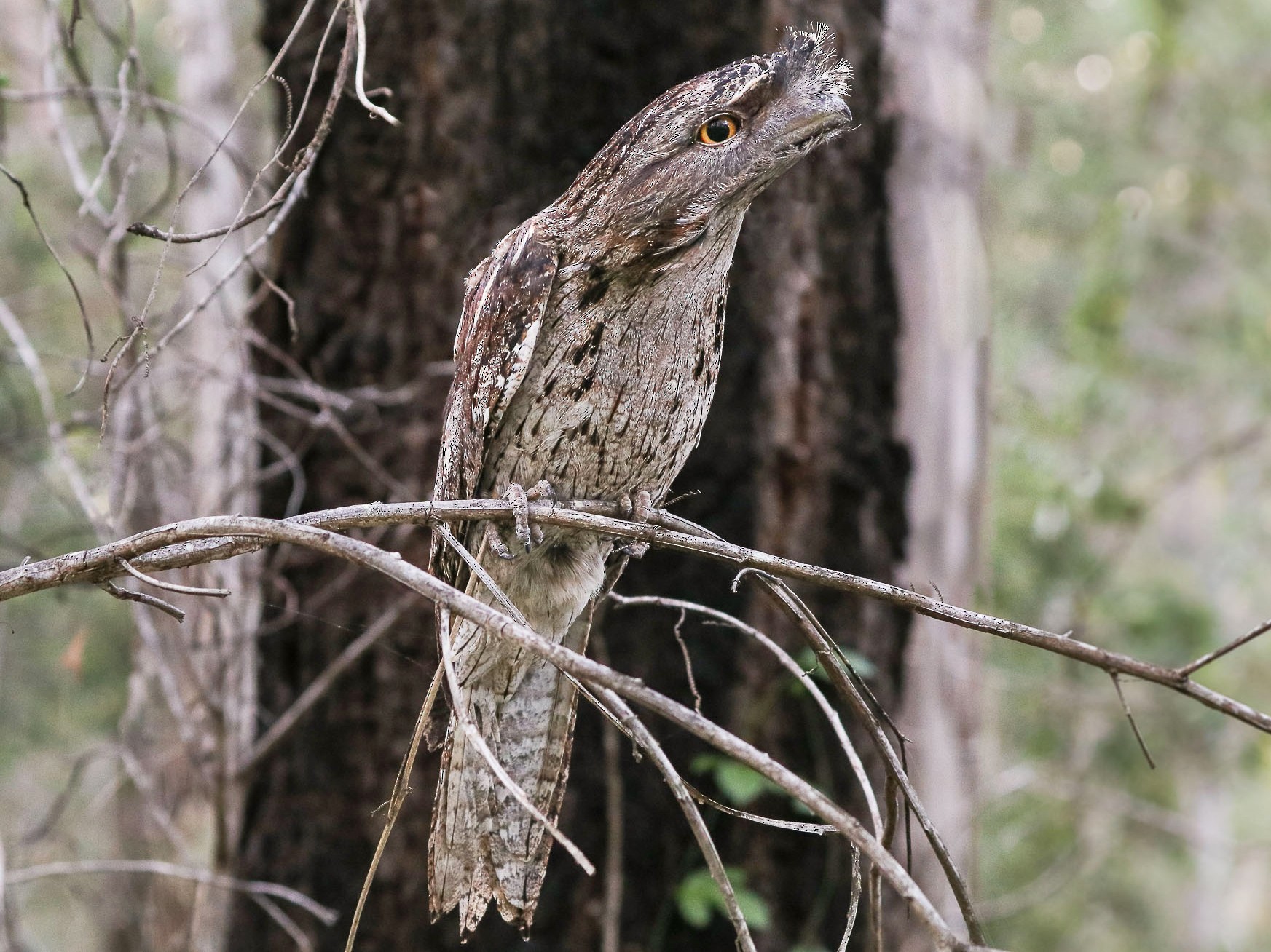 Tawny Frogmouth - Ged Tranter