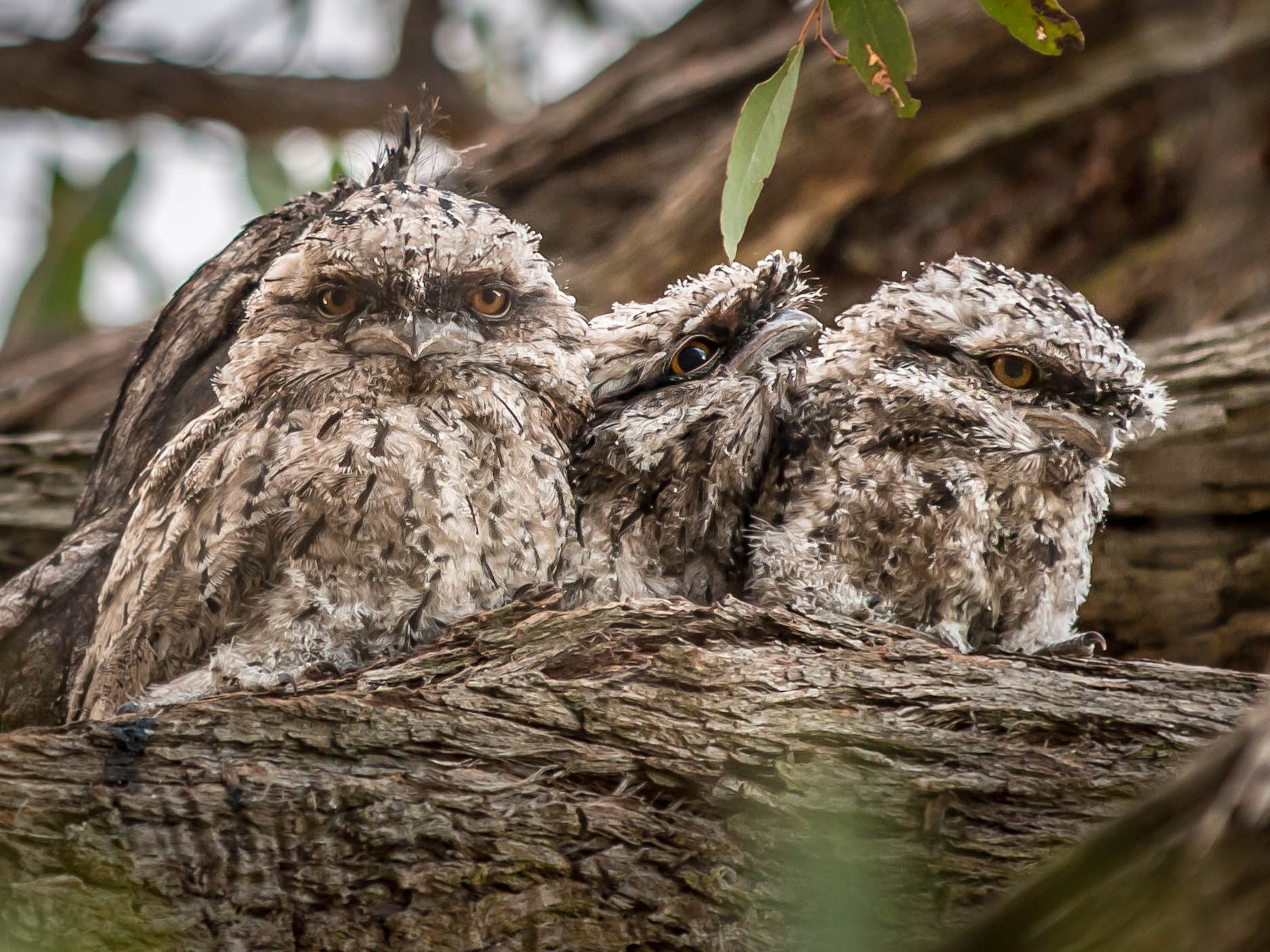 Tawny Frogmouth - Jan Clewett