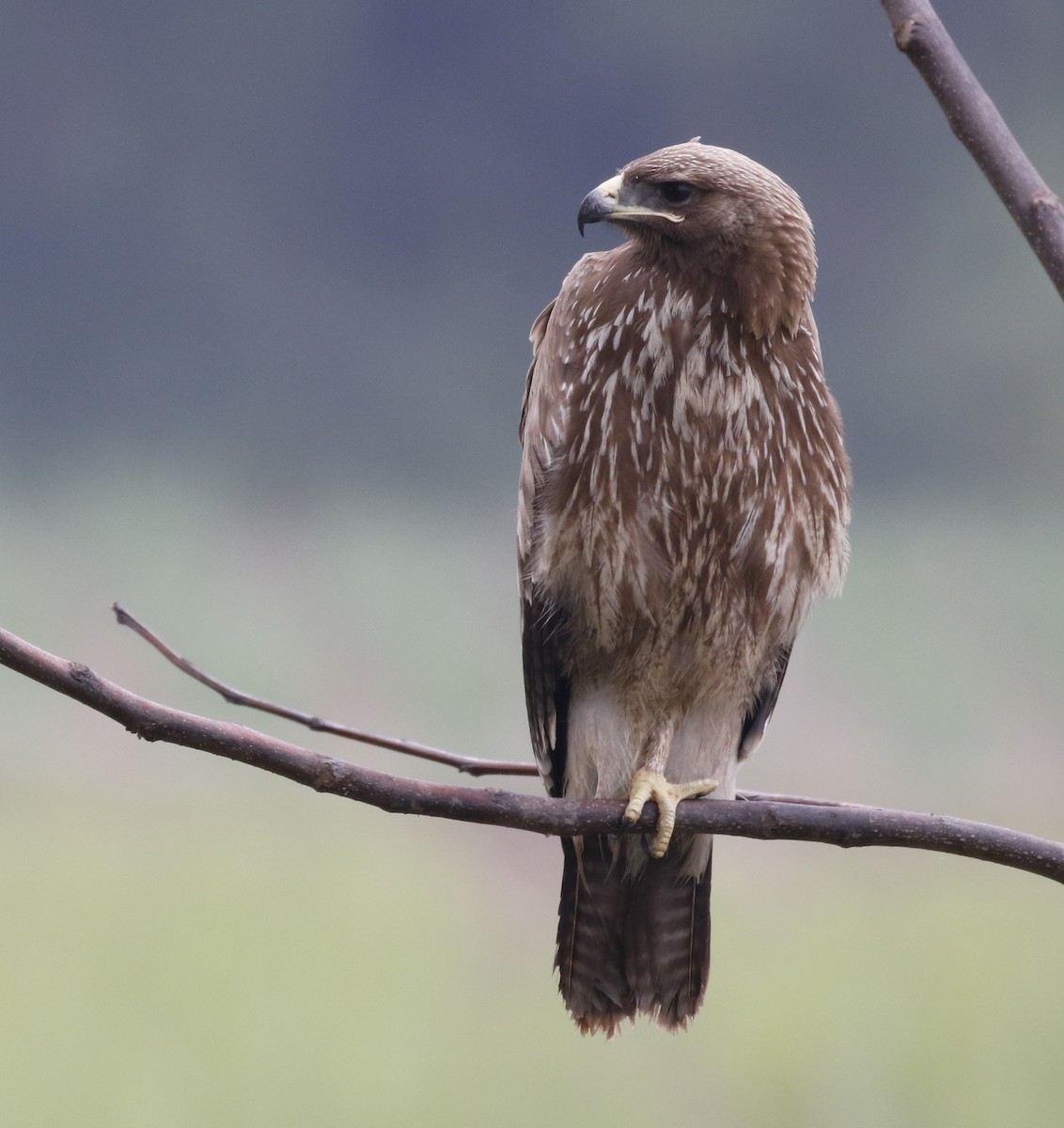Indian Spotted Eagle - Vijaya Lakshmi