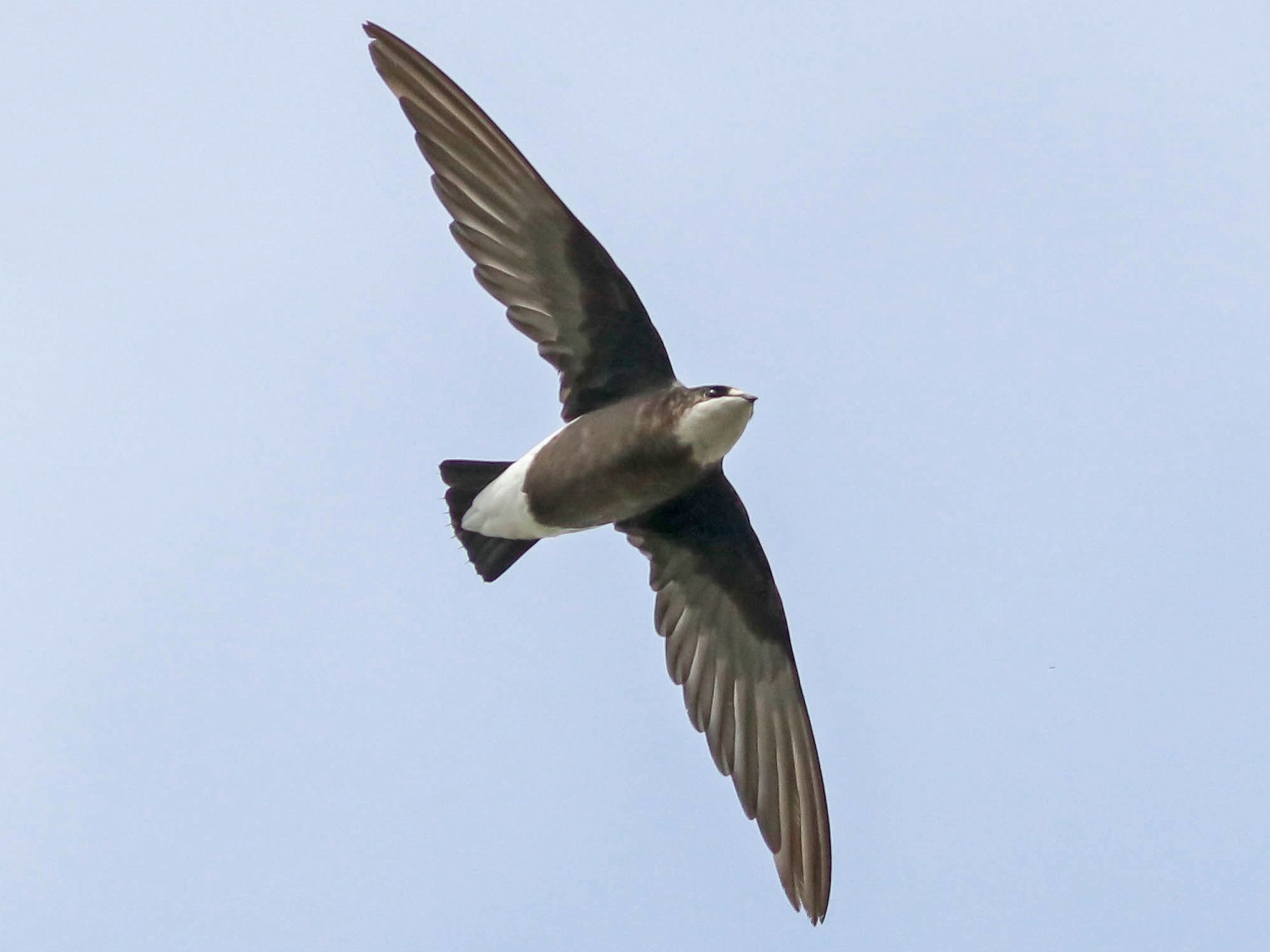 White-throated Needletail - eBird