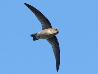 Australian Swiftlet - Aerodramus terraereginae - Birds of the World