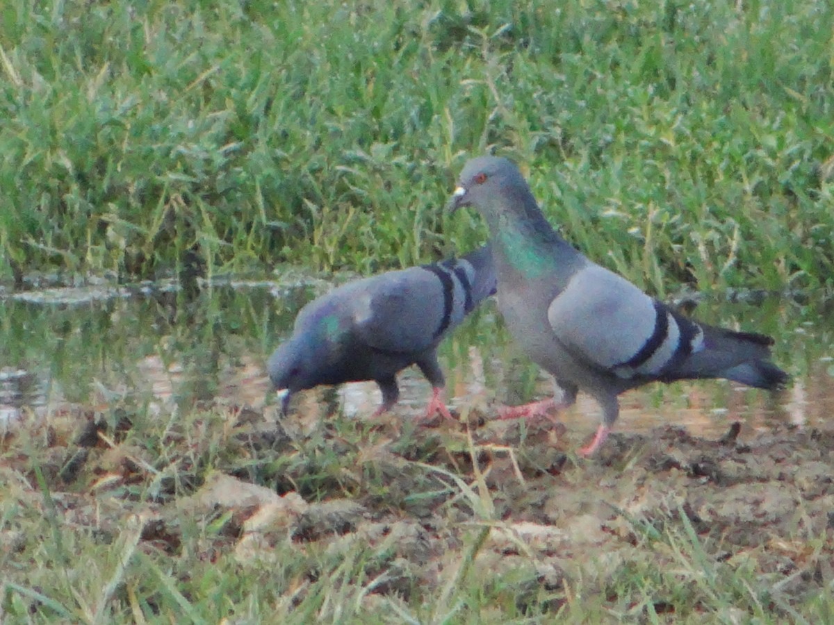 Rock Pigeon (Feral Pigeon) - Vidhya Sundar