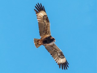  - Black-breasted Kite