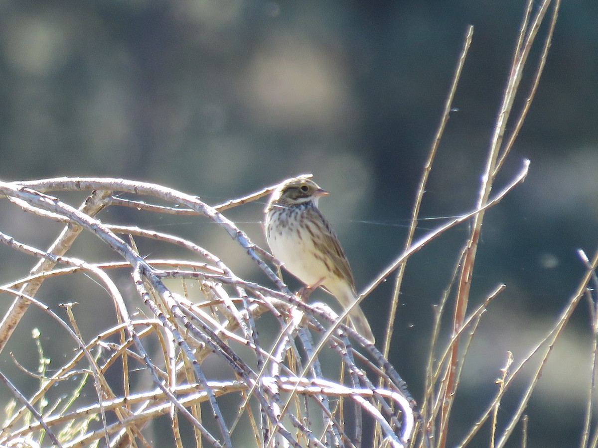 Savannah Sparrow - RB Birder