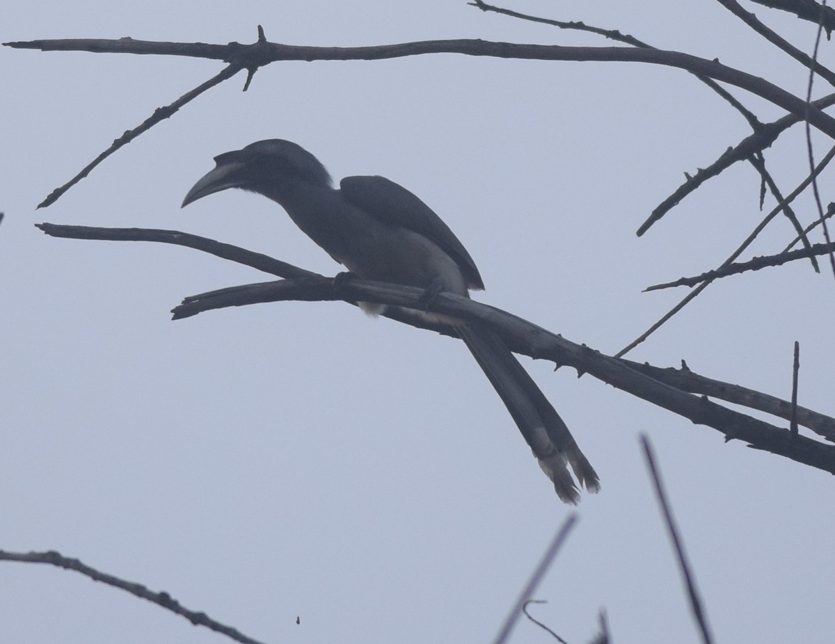 Indian Gray Hornbill - ML121536231
