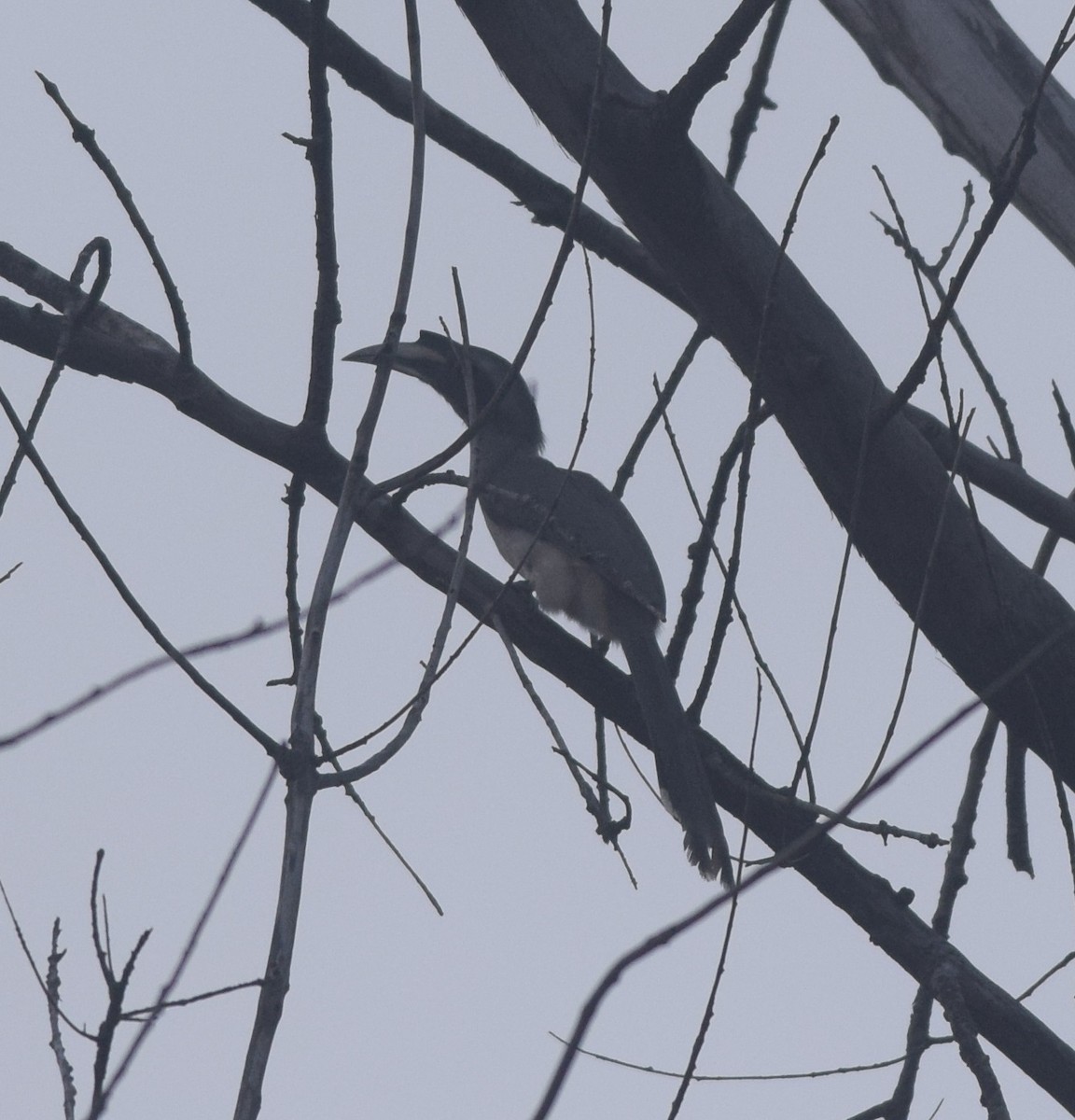 Indian Gray Hornbill - ML121536241