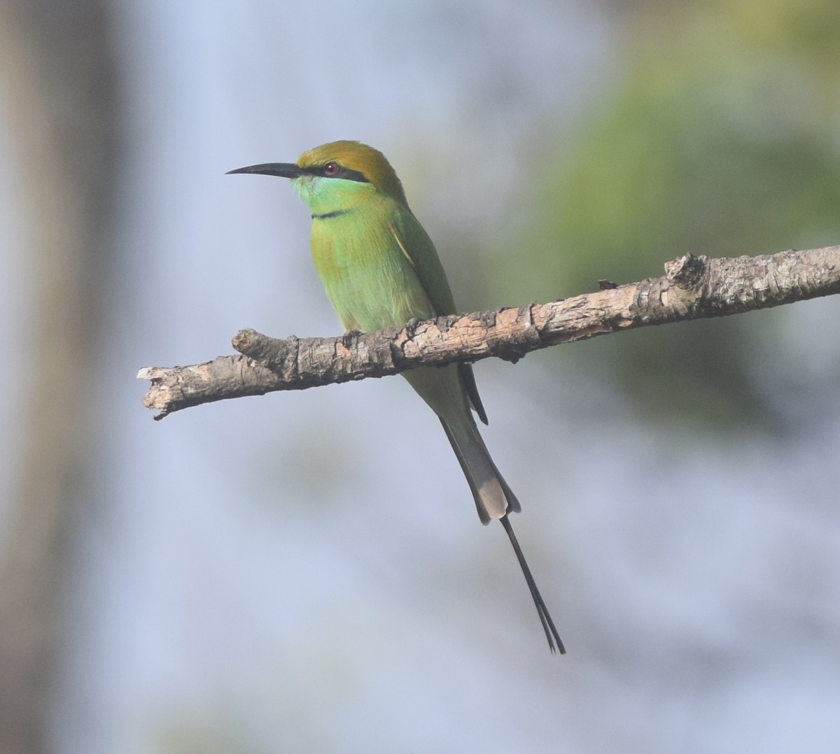 Asian Green Bee-eater - ML121536261