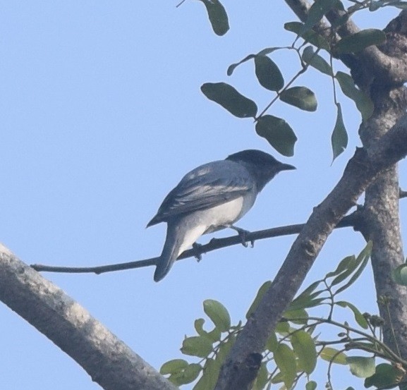 Black-headed Cuckooshrike - ML121536301