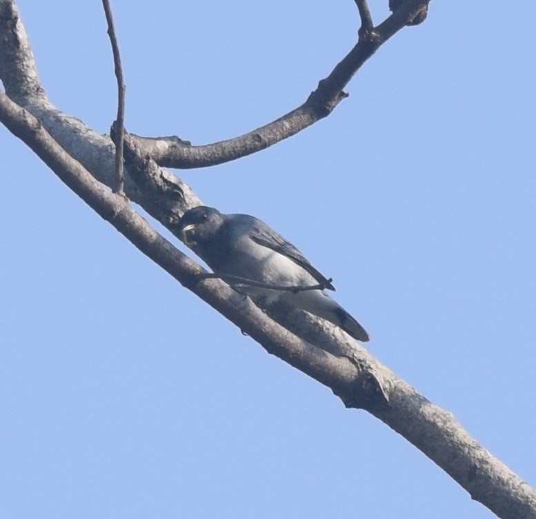 Black-headed Cuckooshrike - ML121536311