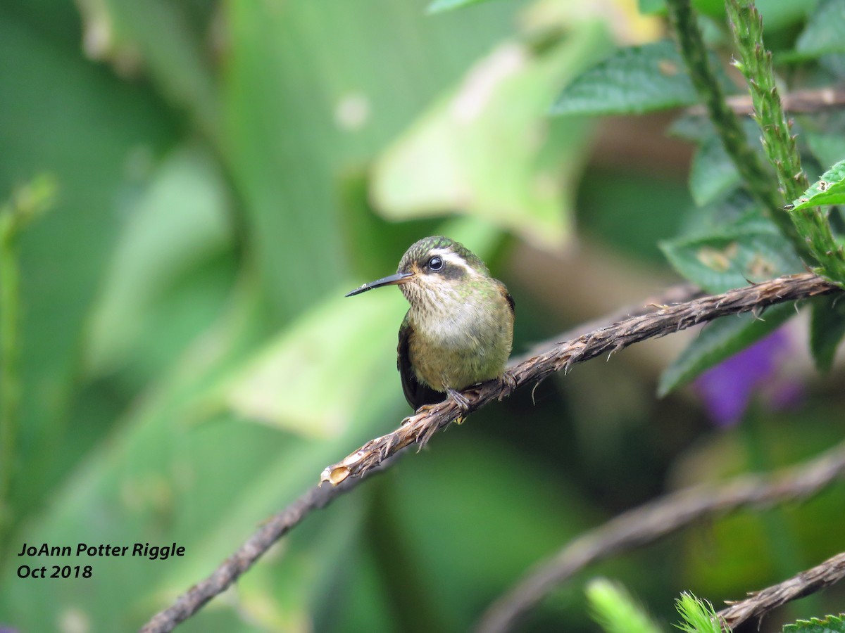 Speckled Hummingbird - JoAnn Potter Riggle 🦤