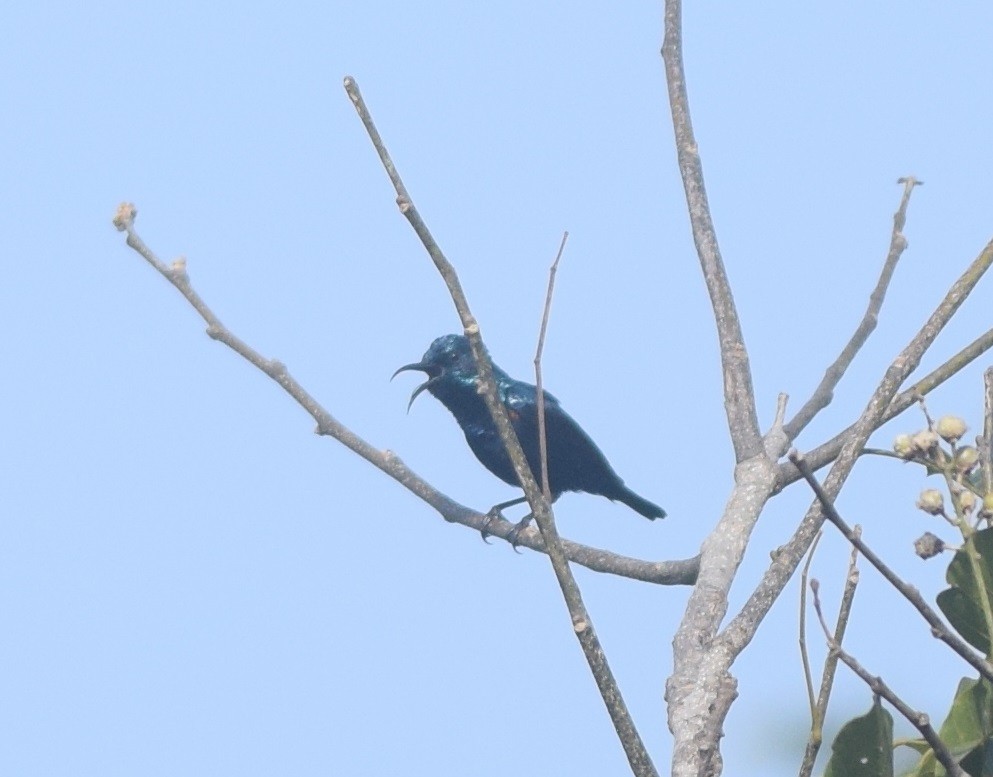 Purpurnektarvogel - ML121536691