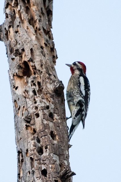 Red-naped Sapsucker