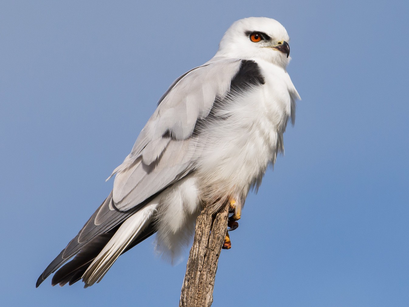 Black-shouldered Kite - John  Van Doorn