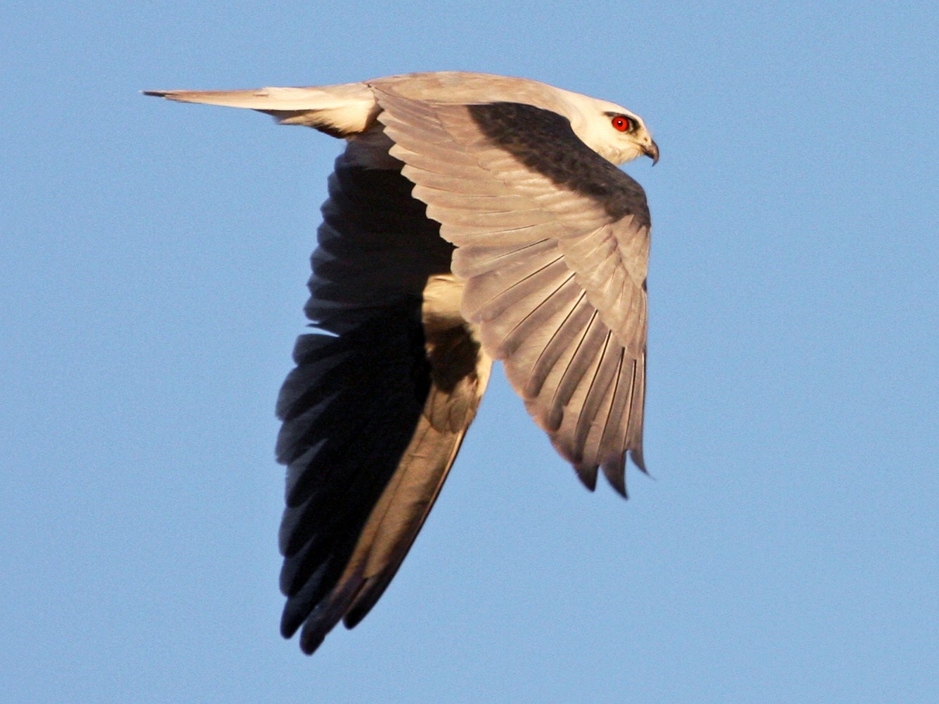 Black-shouldered Kite - Mat Gilfedder
