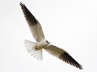  - Black-shouldered Kite