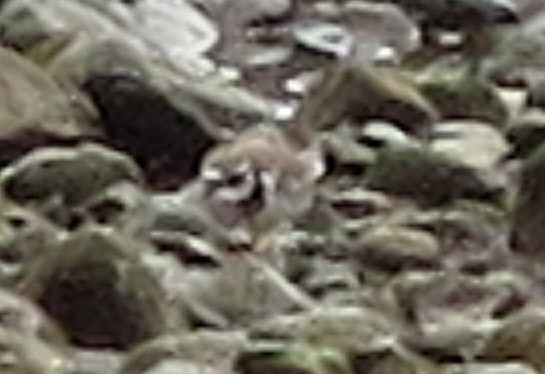 Common Ringed Plover - ML121539141