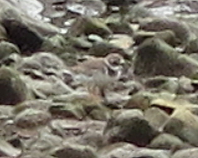 Common Ringed Plover - ML121539171