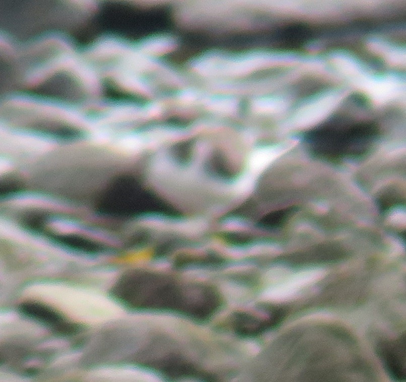 Common Ringed Plover - Ricardo de Lima