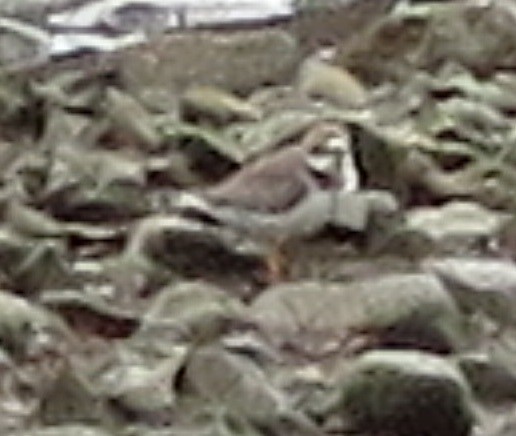 Common Ringed Plover - ML121539211
