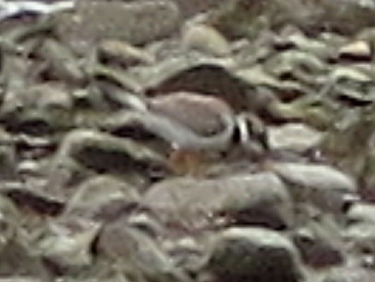 Common Ringed Plover - ML121539221